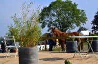 saut d'obstacle à cheval