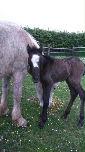 cours poney cours poney