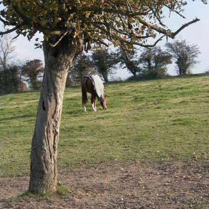 pension pour cheval