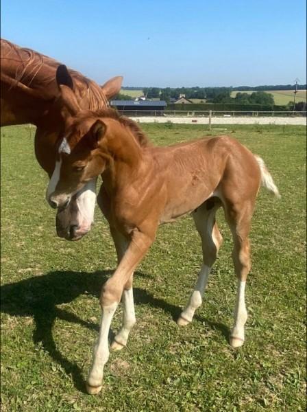 Logement sport étude équitation Normandie