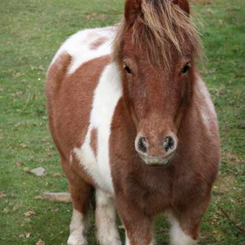 poney poney