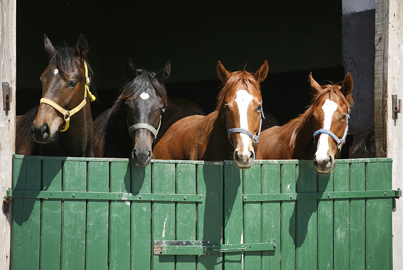 Box de chevaux